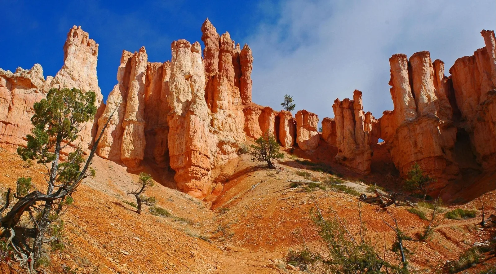 Row of orange hoodoo spires with pines below at Bryce Canyon National Park