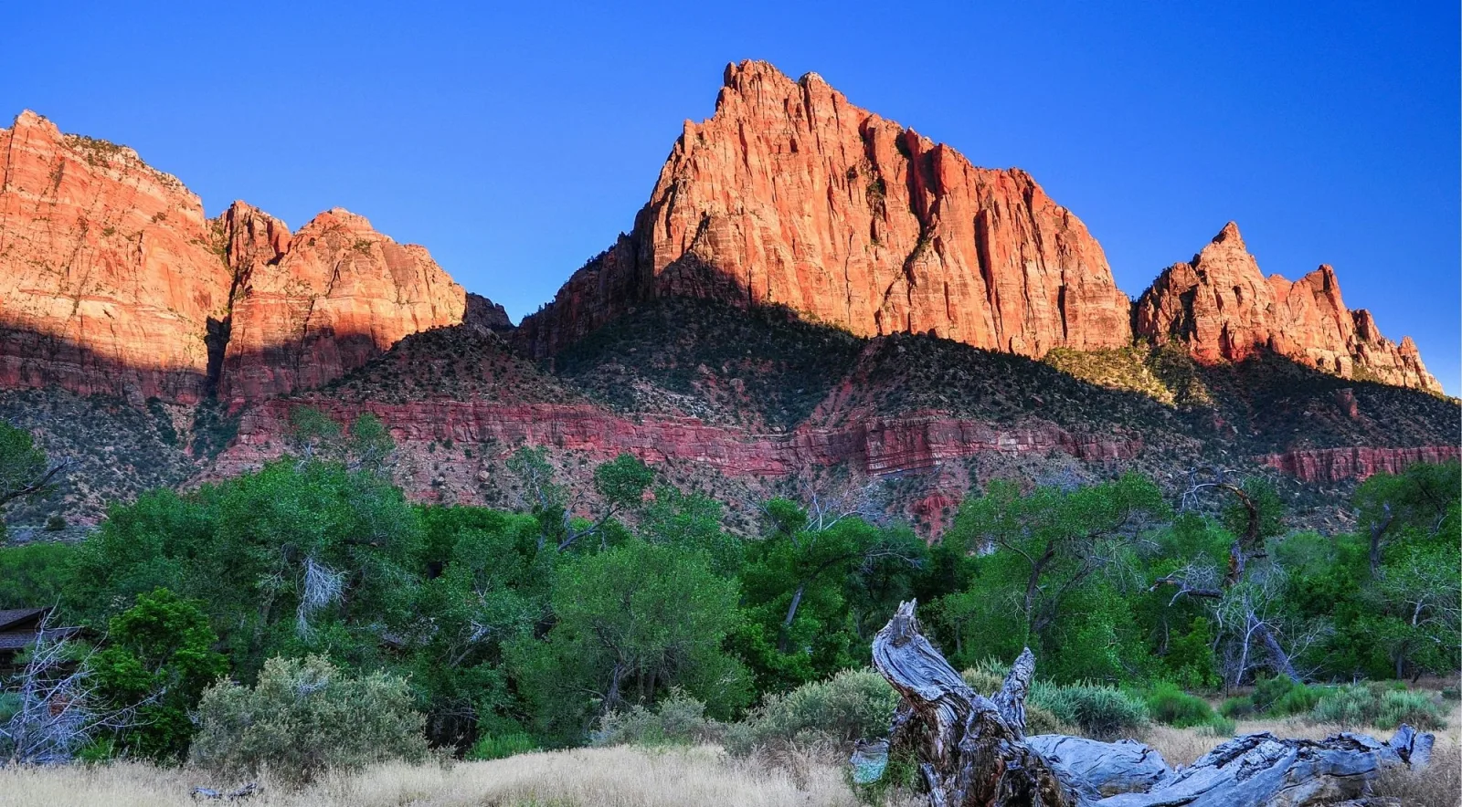 The Watchman rising above green cottonwoods in late afternoon light, Zion National Park
