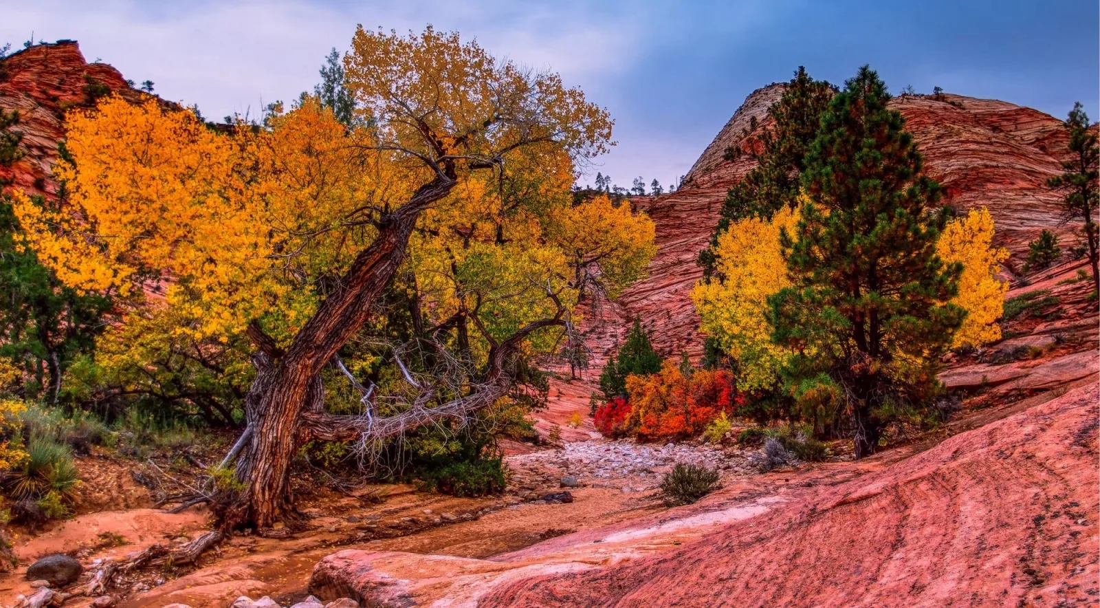Twisted cottonwood in full autumn colour growing from red slickrock in Zion