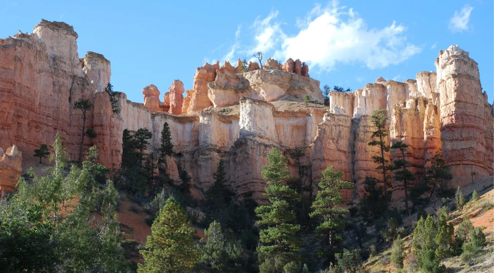 White and orange hoodoo formations with tall pines below at Bryce Canyon
