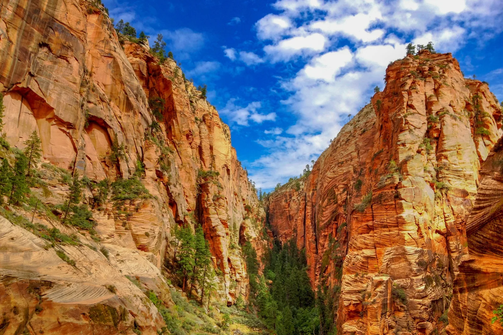 Sunlit sandstone walls rising above the green floor of Zion Canyon
