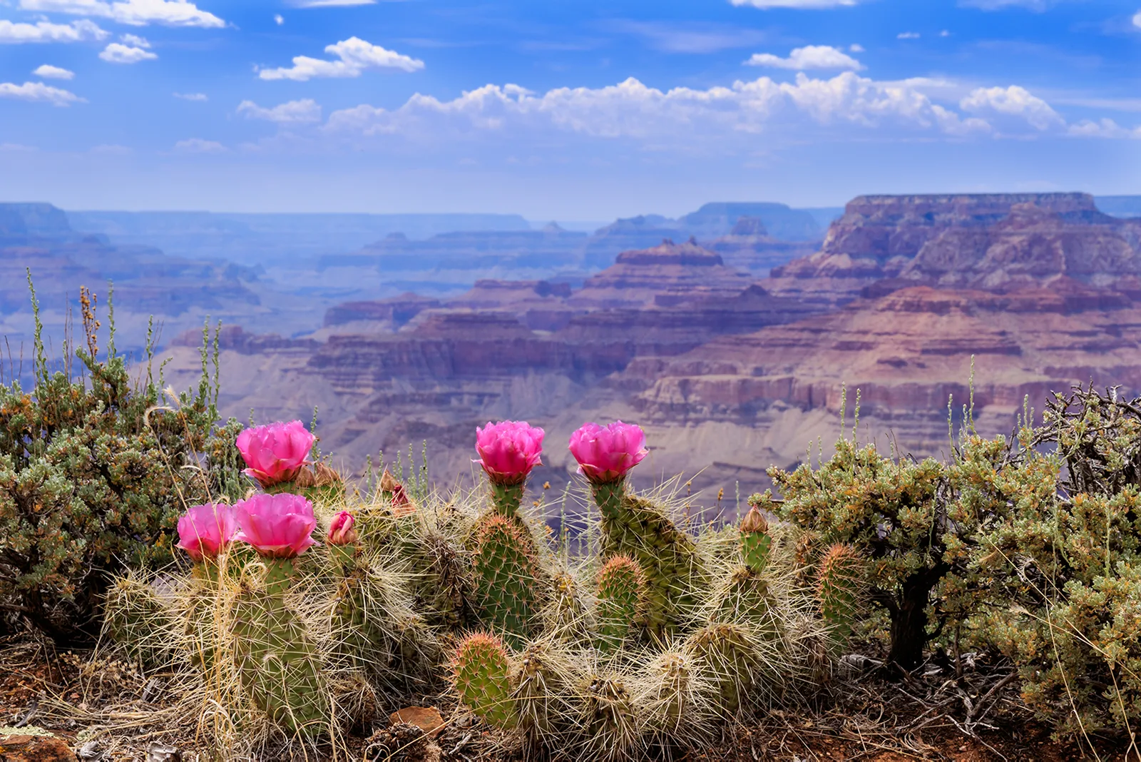 Pink prickly pear blossom in flower on the Grand Canyon rim