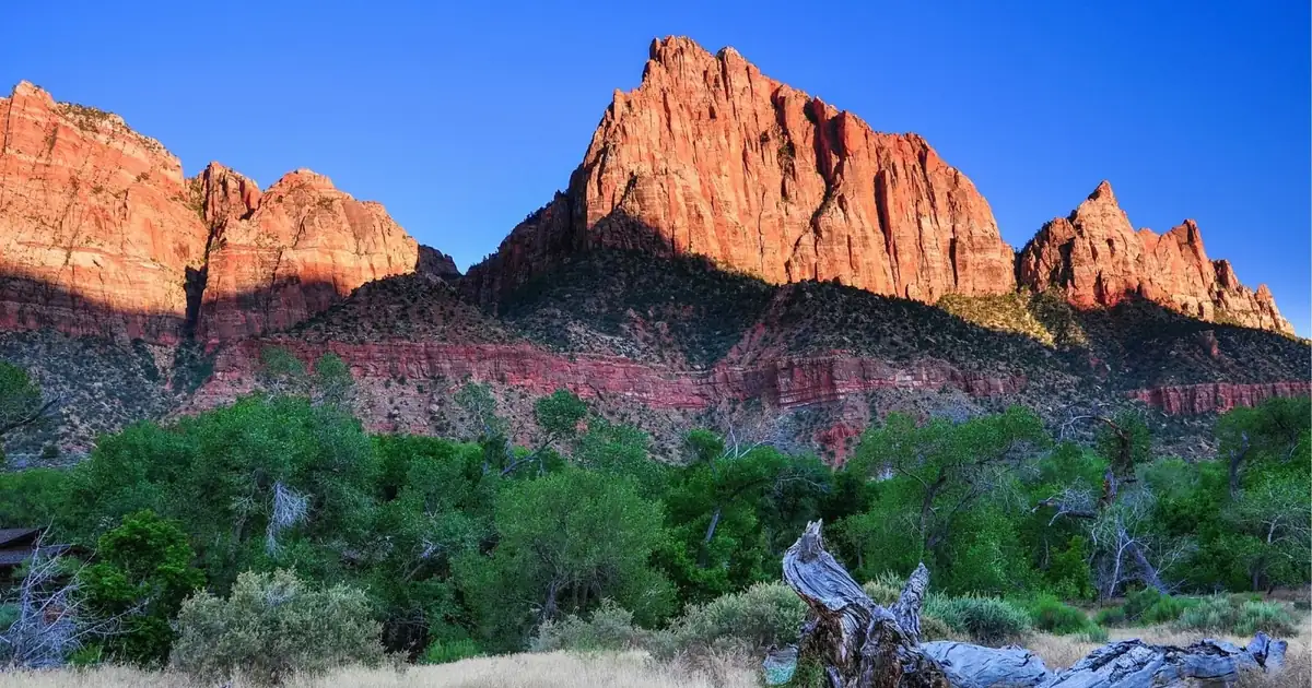 The Watchman rising above cottonwoods near Canyon Junction Bridge, shuttle stop 3 in Zion Canyon