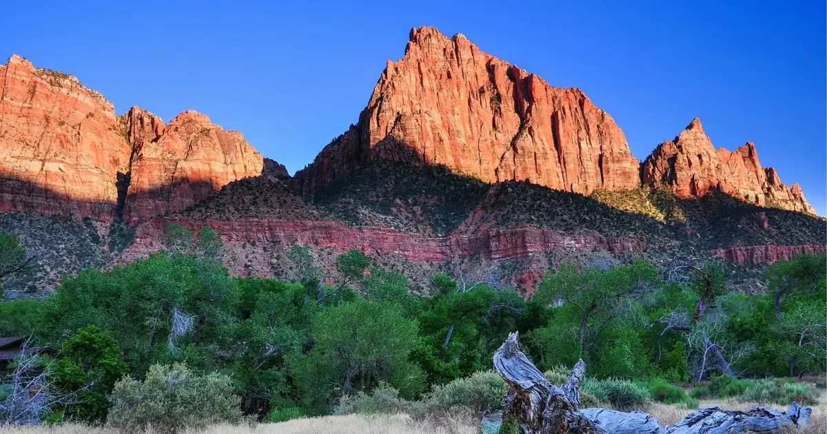 The Watchman lit red above the cottonwoods near Zion National Park's south entrance